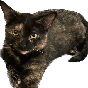 Meet your Posher, Pamela